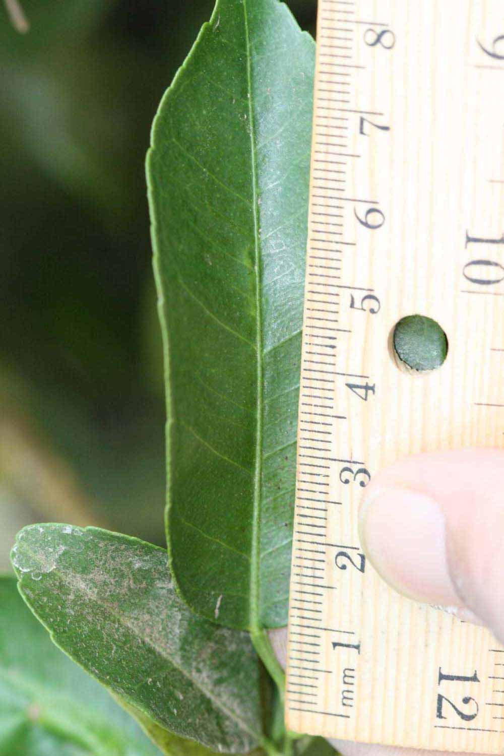              Unifoliolate leaf (Riverside, CA)       